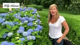 How to More Blooms Hydrangea #kellylehman @cranbury