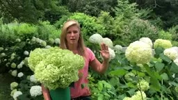 Tips on Pruning Hydrangea #KellyLehman @Cranbury