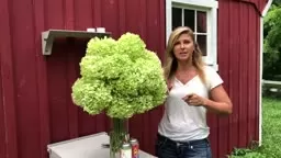 How to Arrange Hydrangeas #kellyLehman @cranbury