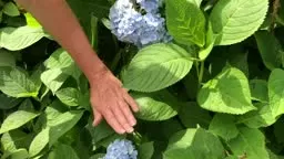 Get Hydrangea to Bloom #KellyLehman @Cranbury