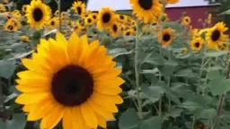 Sunflower Field Relaxation #kellylehman @cranbury