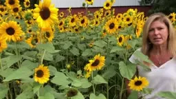 How to Plant, Grow and Harvest Sunflowers in Your Garden