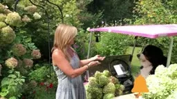 Hydrangea Growing Tips #KellyLehman @Cranbury