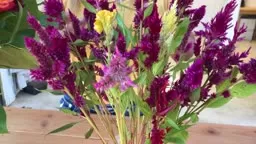 How to Harvest Celosia Seeds to Plant in Your Garden For Next Year