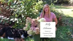 Limelight Hydrangea - How to Keep Your Blooms Looking Fabulous Longer