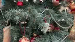 xmas tree test