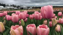 Growing Tulips in the Fall - How to Plant Tulip Bulbs | Kelly Lehman