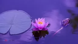 Inner Landscape  Guided Meditation