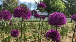 Easy-To-Grow Alliums! | Cranbury Fields Flower Farm