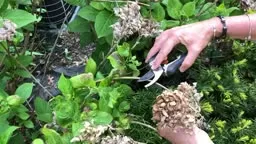 Why You Should Deadhead Hydrangeas! | Cranbury Fields Flower Farm