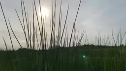 Easy Walking Guided Meditation