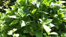 Lush Leaves But No Blooms? | CRANBURY FIELDS FLOWER FARM