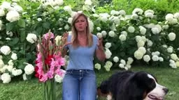 Gladiolus Tips and Tricks | Kelly Lehman