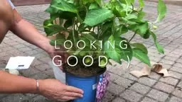 How to Plant Your Hydrangea in Fall