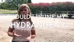 SHOULD I PRUNE MY HYDRANGEA IN FALL ?