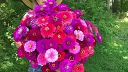 Garden Hacks | How to Grow Zinnias From Seed