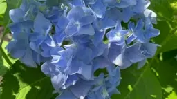Why is My Hydrangea Wilting | Kelly Lehman