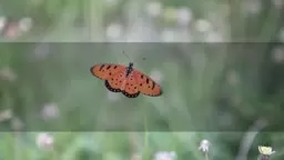 Butterfly Release AIR Miki and Friends Event Attitudes in Reverse