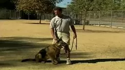 Basic Dog Training Tips : How to Train a Dog to Stop Barking