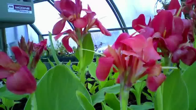 University greenhouses power flowers in Princeton's gardens