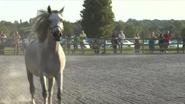 'Legacy of Excellence' Mercedes & Thornewood Farm Arabians