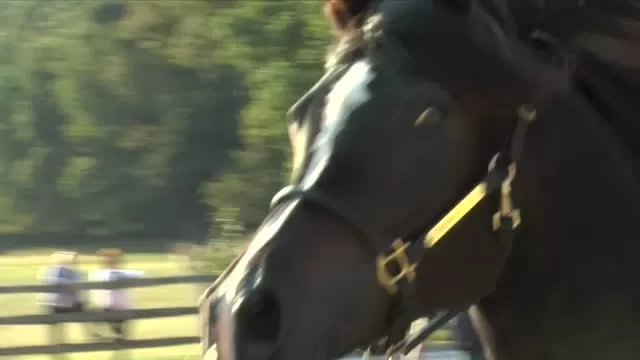 Thornewood Farm Egyptian Arabian Horses Holiday Event