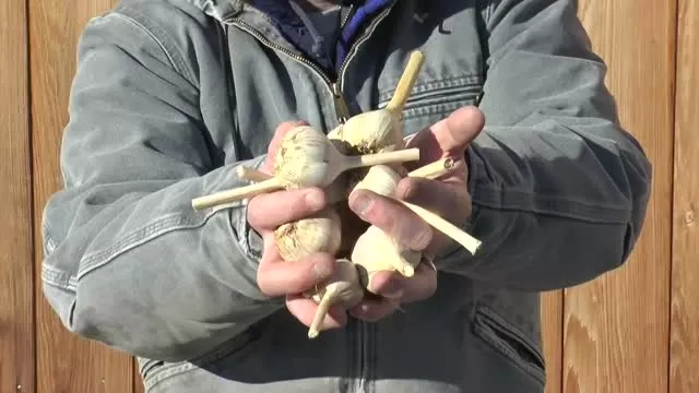 Put More Garden State on Your Plate: Garlic! Princeton Schools