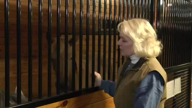 Thornewood Farm Egyptian Arabian horses 'Ruby & 'ShaSha'