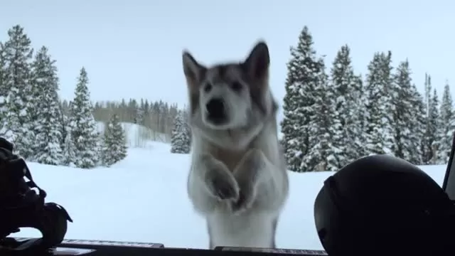 Mercedes Benz - Loki