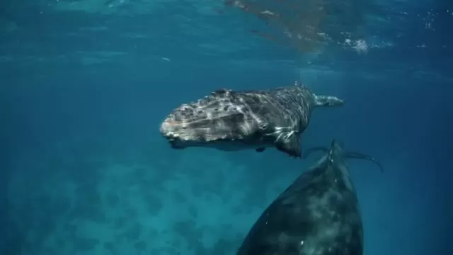 'Sonic Sea' Princeton environmental Film Festival