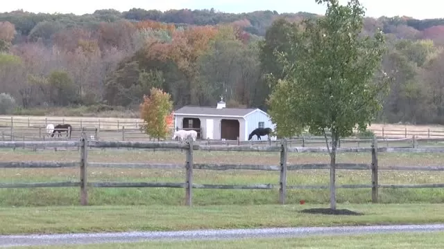Thornewood Farm Egyptian Arabian horses 'Aura'