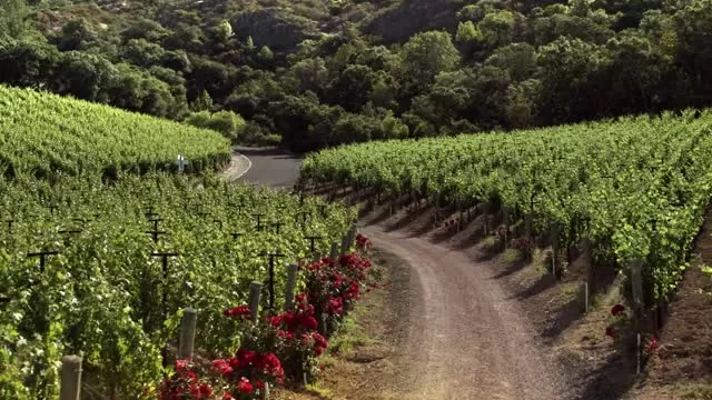 2017 S-Class Cabriolet and Palmaz Vineyards​ - A Perfect Pairing