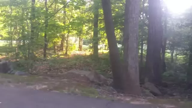Bear in Princeton