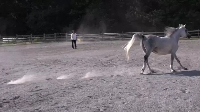 Egyptian Event Champions - Thornewood Farm