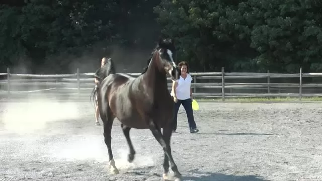 Champions prancing in the corral at Thornewood Farm