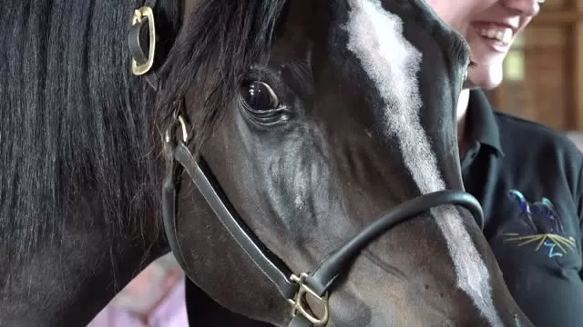 BBQ of Champions Thornewood Farms Egyptian/Arabians