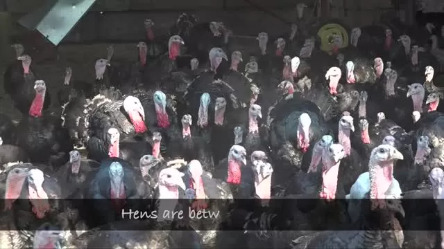 'Let's Talk Turkey' Brick Farm Market & Double Brook Farm
