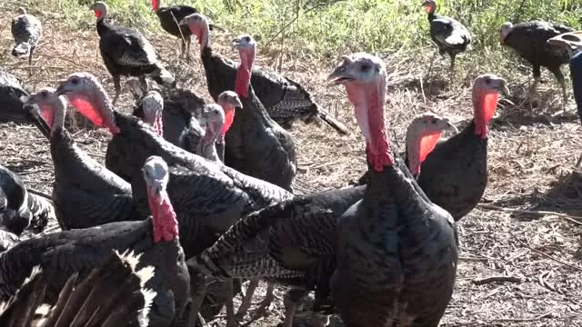 The Area's Best Turkeys - at Brick Farm Market Hopewell