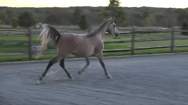 Thornewood Farm - Amazing Egyptian/Arabian Horses for Sale and Share