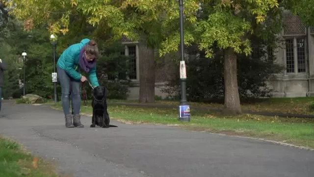 Princeton Profiles: Camden Olson, training service dogs to change lives