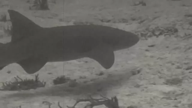 The Matawan Shark Attack of 1916