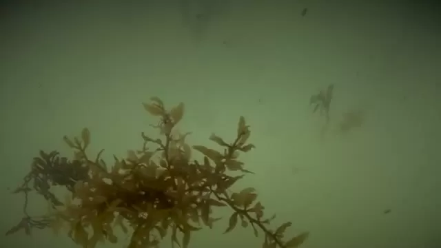 The New Jersey Shark Attacks of 1916
