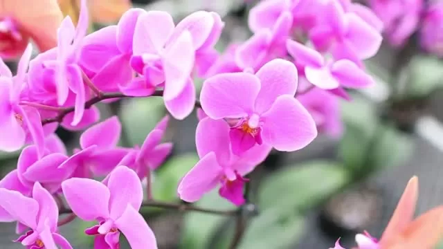 Princeton Farmers' Market: Stony Brook Orchids