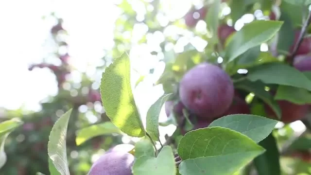Princeton Farmers' Market: Terhune Orchards