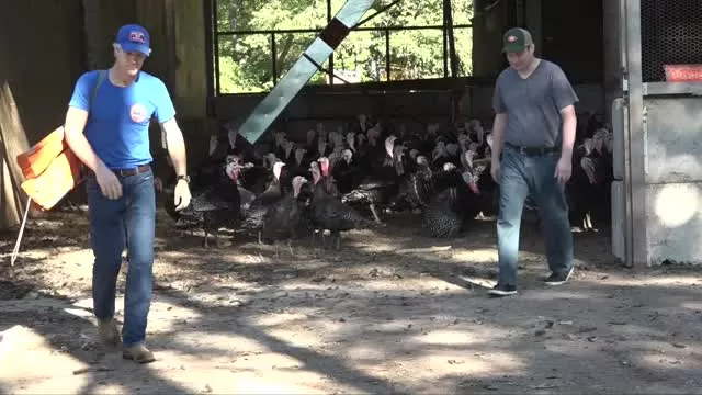 'Let's Talk Turkey' Brick Farm Market & Double Brook Farm