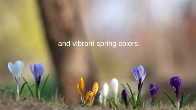 I Am Grateful for - Spring! FFWT: Coming Soon to YourTownTube