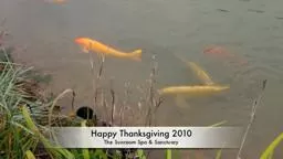 Happy Thanks Giving a Walk in Our Area's Nature