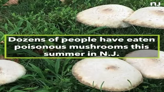 N.J.'s wild mushrooms are poisoning people at a staggering rate.