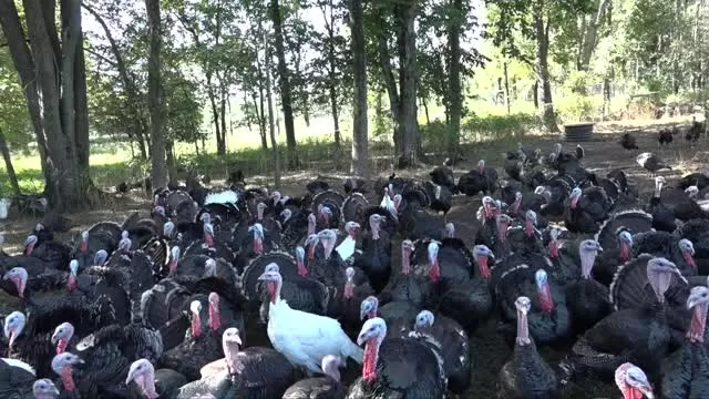 'Let's Talk Turkey' Double Brook Farm Brick Farm Group