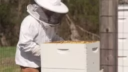 Beekeeping on Bloomberg's Princeton Campus Is Sweet.